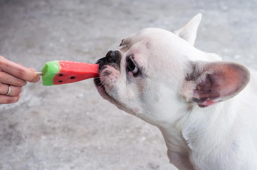 köpekler dondurma yiyebilir mi