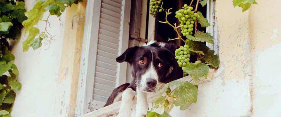 Köpekler üzüm yer mi? Zararlı mı?