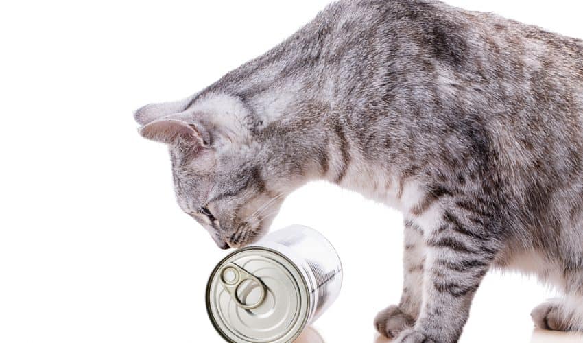 Kedilerin beslenmesinde yaş mamanın faydaları
