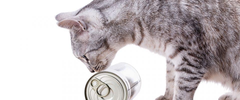 Kedilerin beslenmesinde yaş mamanın faydaları