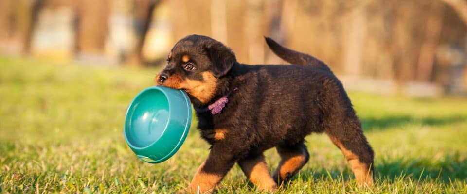 Yavru köpeklerde beslenme – yavru köpekler nasıl beslenmeli?