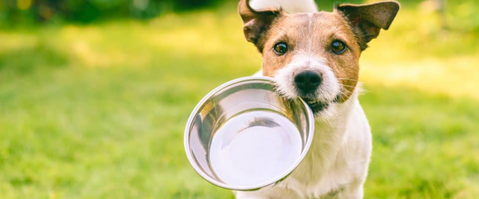 Köpeğim neden çok su içiyor? Köpeklerde Poliüri ve Polidipsi