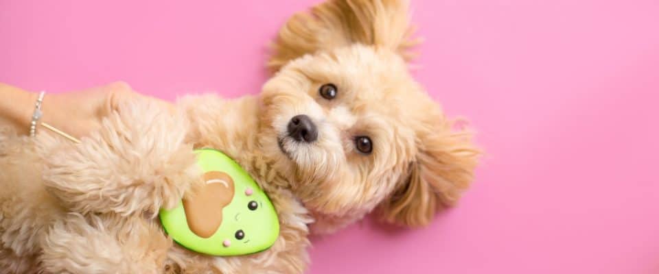 Köpekler avokado yiyebilir mi?