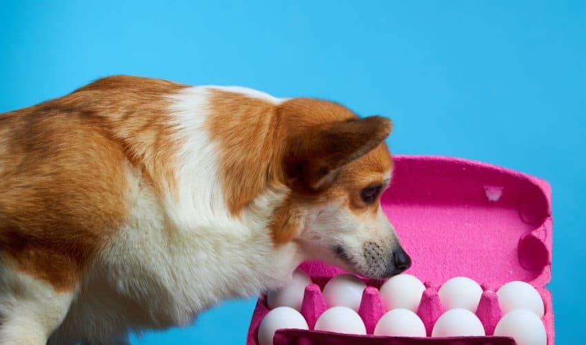 Köpekler yumurta yer mi? Köpeklere yumurta verilir mi?