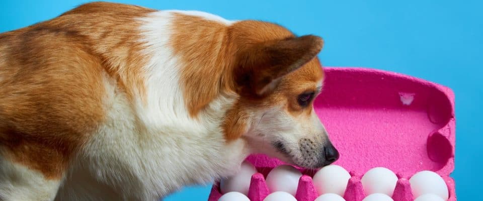 Köpekler yumurta yer mi? Köpeklere yumurta verilir mi?