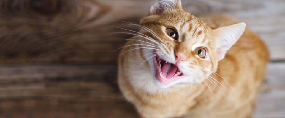 Kedilerde sürekli miyavlama ne anlama gelir? 10 Şaşırtıcı neden