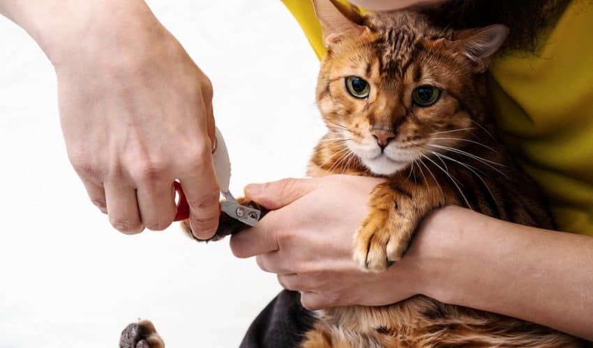 Kedilerde tırnak bakımı nasıl olmalıdır?