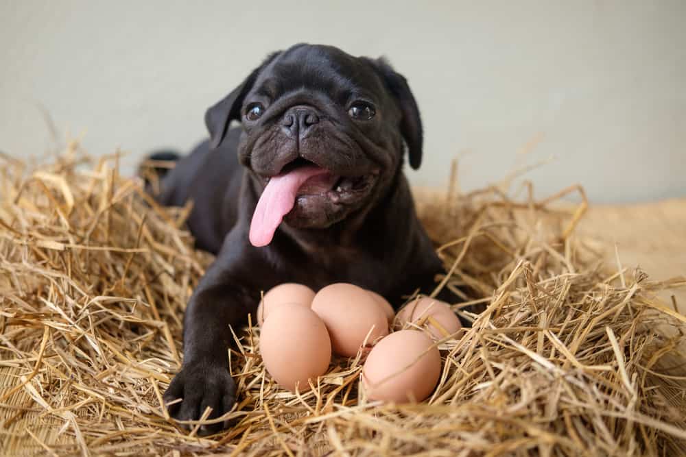 köpekler yumurta kabuğu yer mi