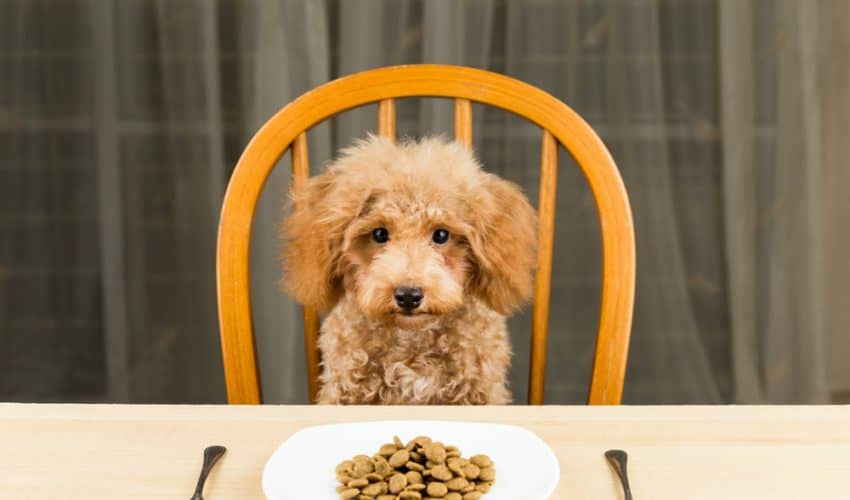 Köpeklerde Yeme Bozuklukları Nelerdir?