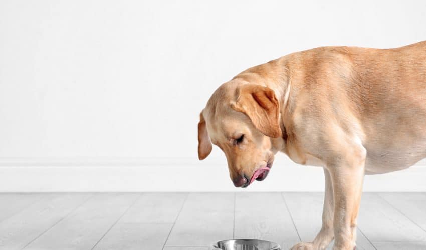 Böbrek hastalığı olan köpekler için sağlıklı beslenme