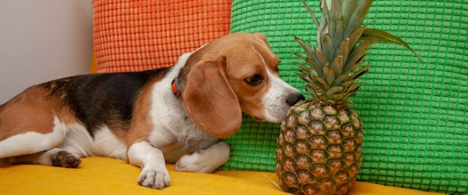 Köpekler ananas yer mi?