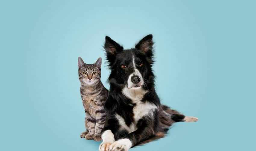 Kedi ve köpekler için taurin faydaları nelerdir?