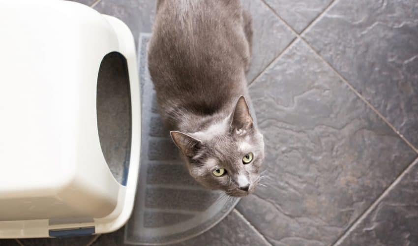 Kediler tuvaletini yaparken neden miyavlar?