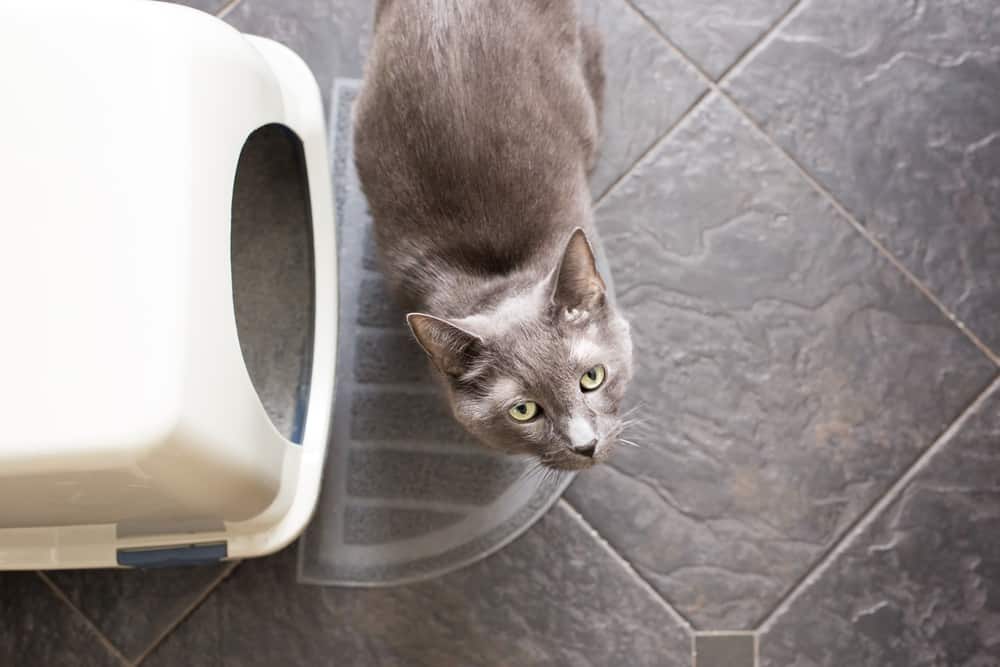 Kediler tuvaletini yaparken neden miyavlar