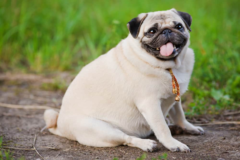 Kilolu Köpekler İçin Egzersiz ve Beslenme İpuçları