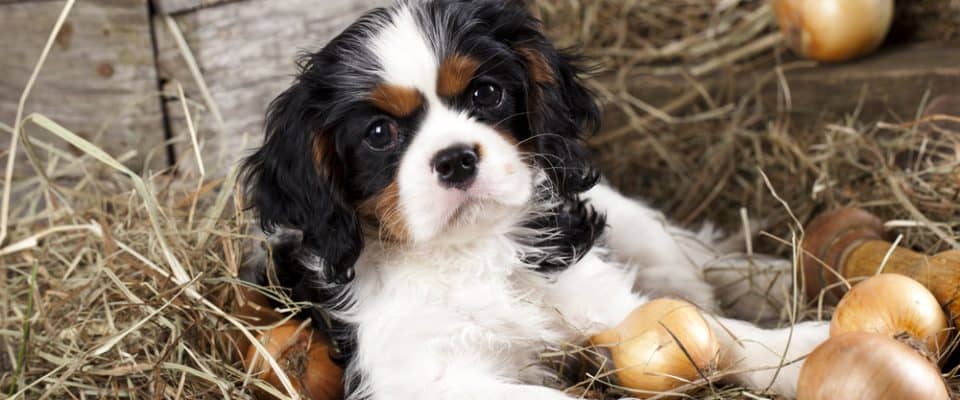 Köpekler neden soğan yiyemez? Zararları nelerdir?