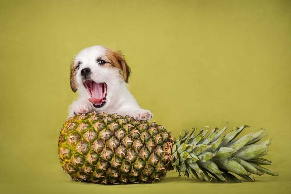 köpek ananas yer mi