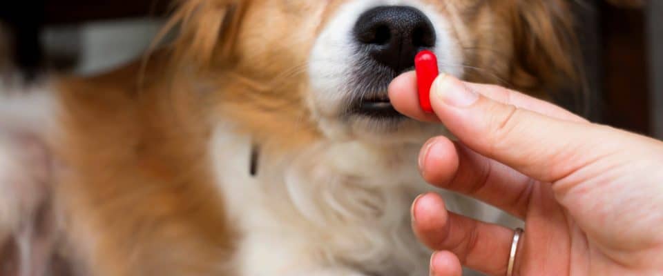 Köpeklerde Panosteit Büyüme Ağrıları Nedenleri ve Tedavisi