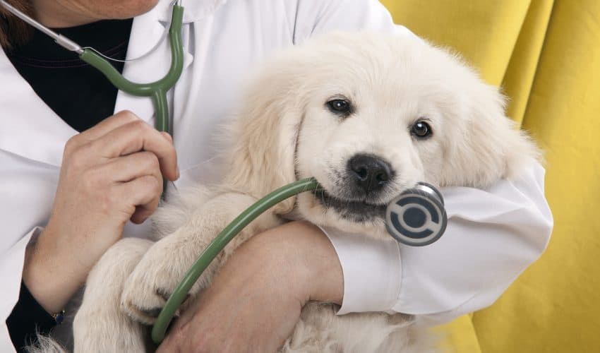 Köpeğinizi veterinere ne zaman götürmelisiniz?