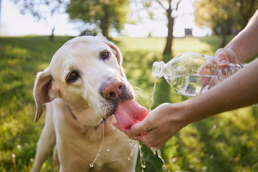 Köpekler ne kadar su içmeli