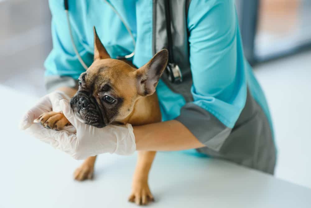 Köpeğinizi veterinere ne zaman götürmelisiniz