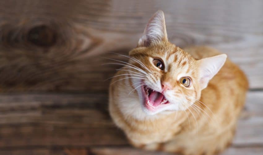 Kedi sesleri ve anlamları – 8 farklı kedi sesi