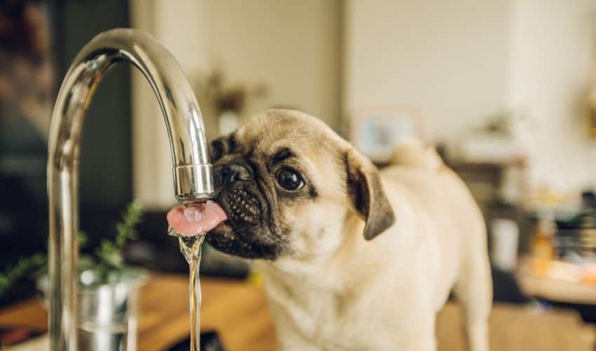 Köpekler ne kadar su içmeli?