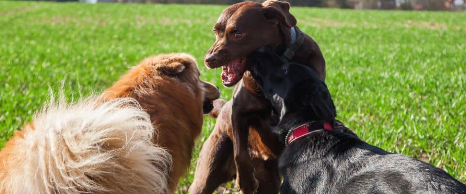 Köpekler Neden Kavga Ederler? Nasıl durdurulur?