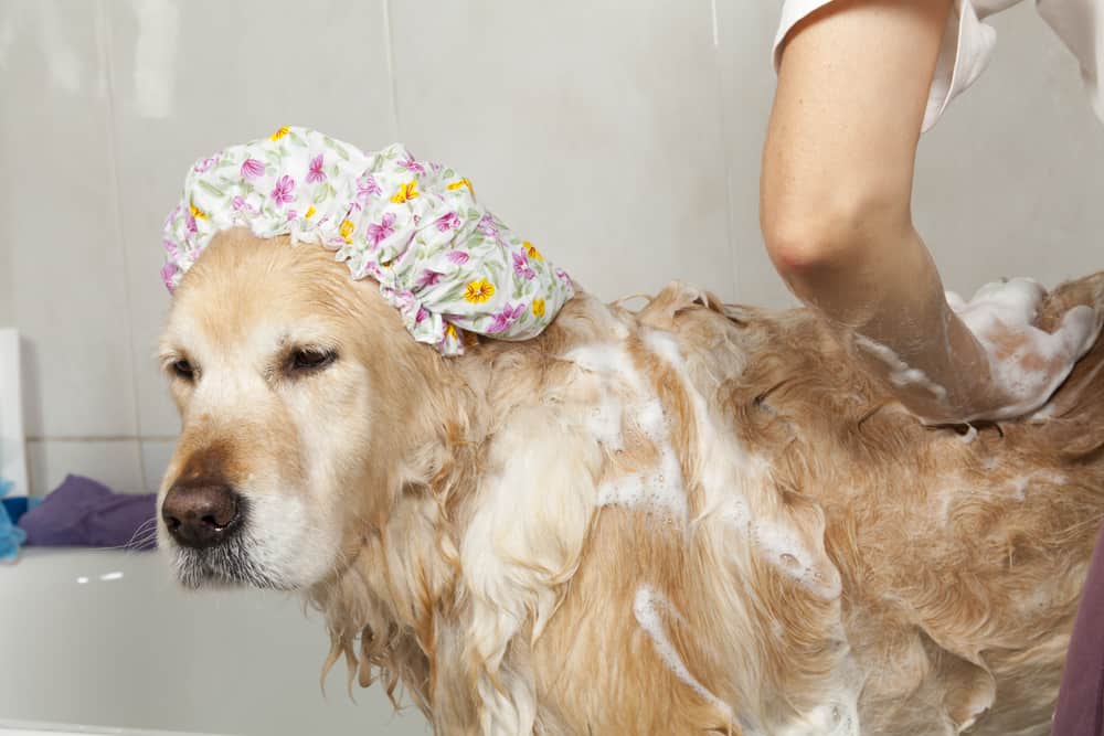 köpek nasıl yıkanmalı
