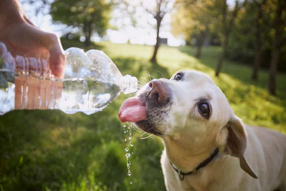 köpeğe ne kadar su verilmeli