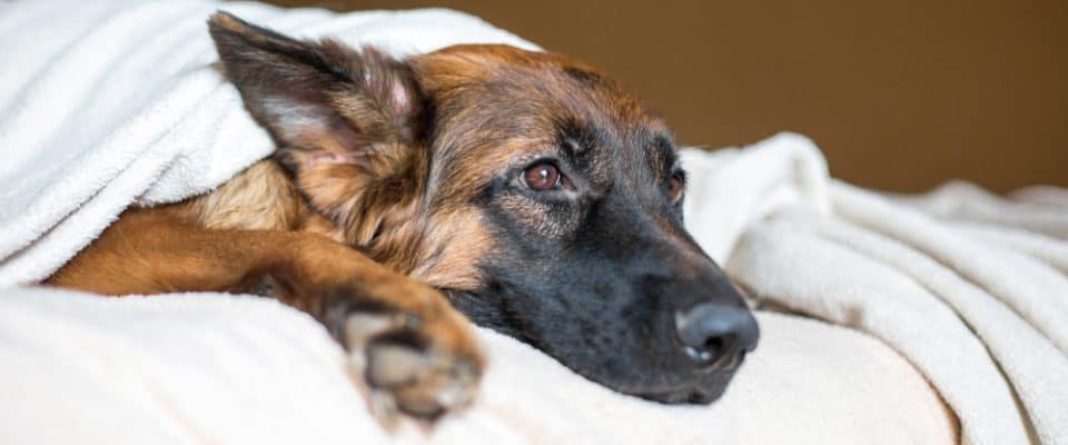 Köpeklerde Dirsek Displazisi (Çıkığı) Belirtileri ve Tedavisi