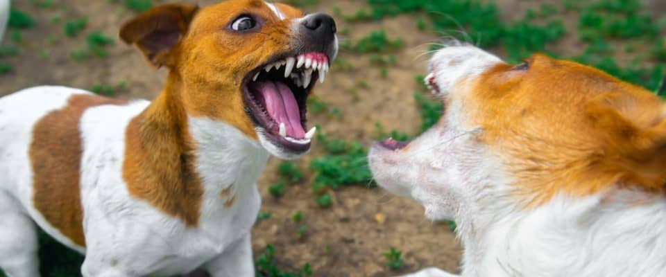 Köpeklerde Saldırganlık Nedenleri