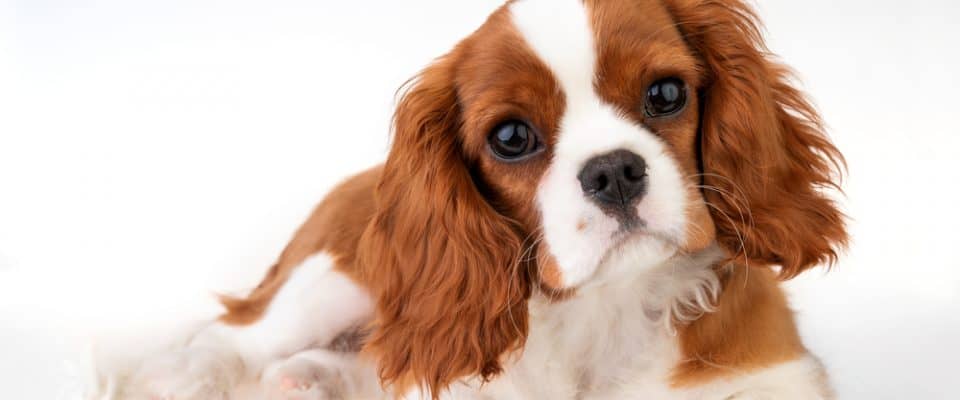 Köpeklerde Omurilik Hastalıkları & Belirtileri