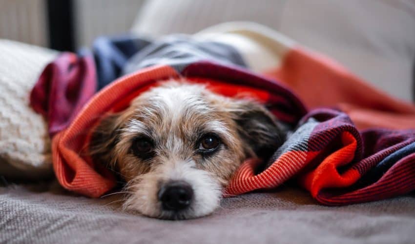 Köpeklerde Addinson Hastalığı Belirtileri ve Tedavisi