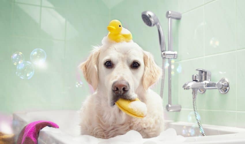 Köpekler nasıl yıkanır? En keyifli banyo zamanı için ipuçları!