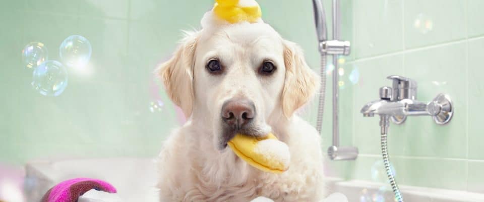 Köpekler nasıl yıkanır? En keyifli banyo zamanı için ipuçları!