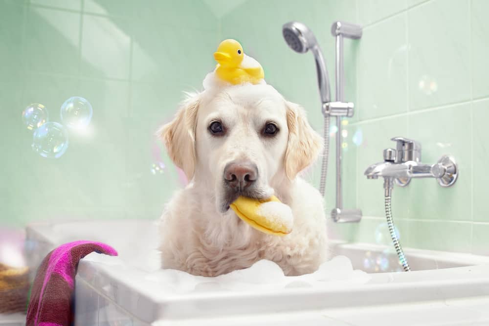 köpek nasıl yıkanır