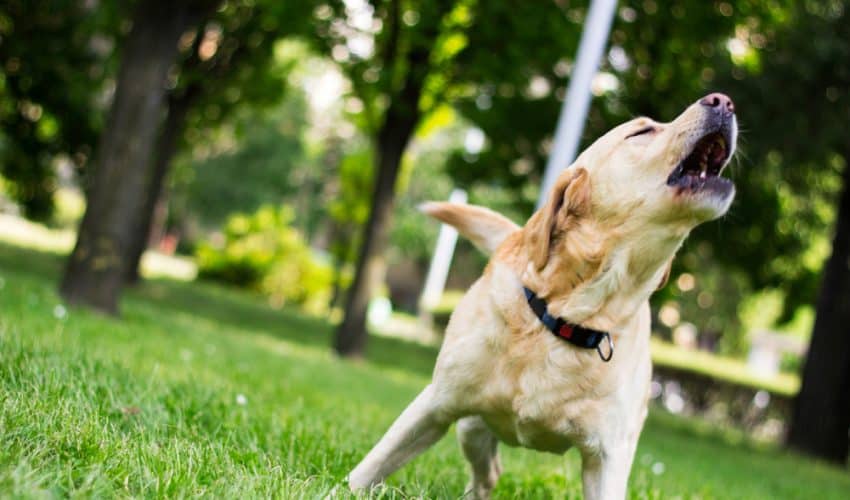 Köpeklerin havlaması nasıl önlenir? nasıl durdurulur?