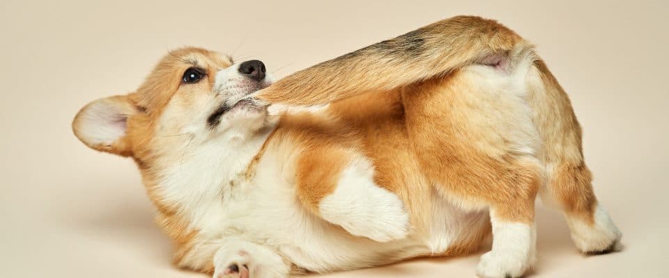 Köpeklerde Kuyruk Yaralanmalarında İlk Yardım