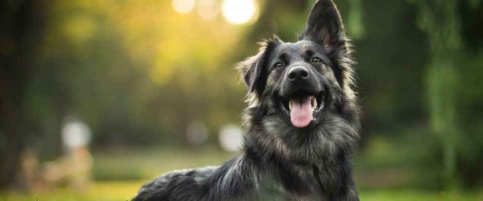 Köpeklerde Ehrlichiosis Teşhisi ve Tedavisi