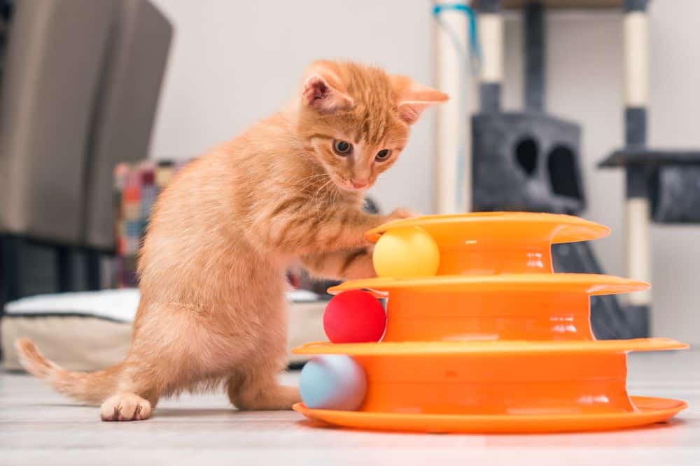 Yavru Kedinizi Oyun Oynarken Nasıl Güvende Tutarsınız?