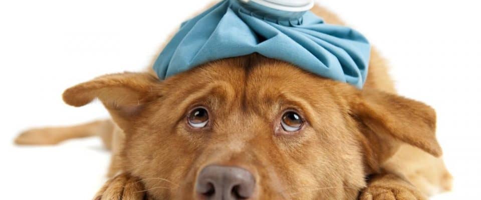 Köpeklerde en sık görülen 16 hastalık türü