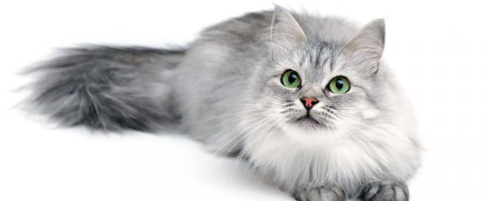 Kedilerde Cilt Sağlığını İyileştirecek 10 Öneri