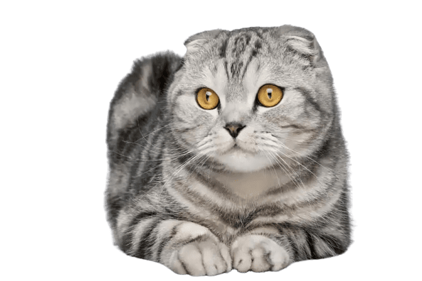 Scottish Fold İçin En İyi Kedi Mamaları
