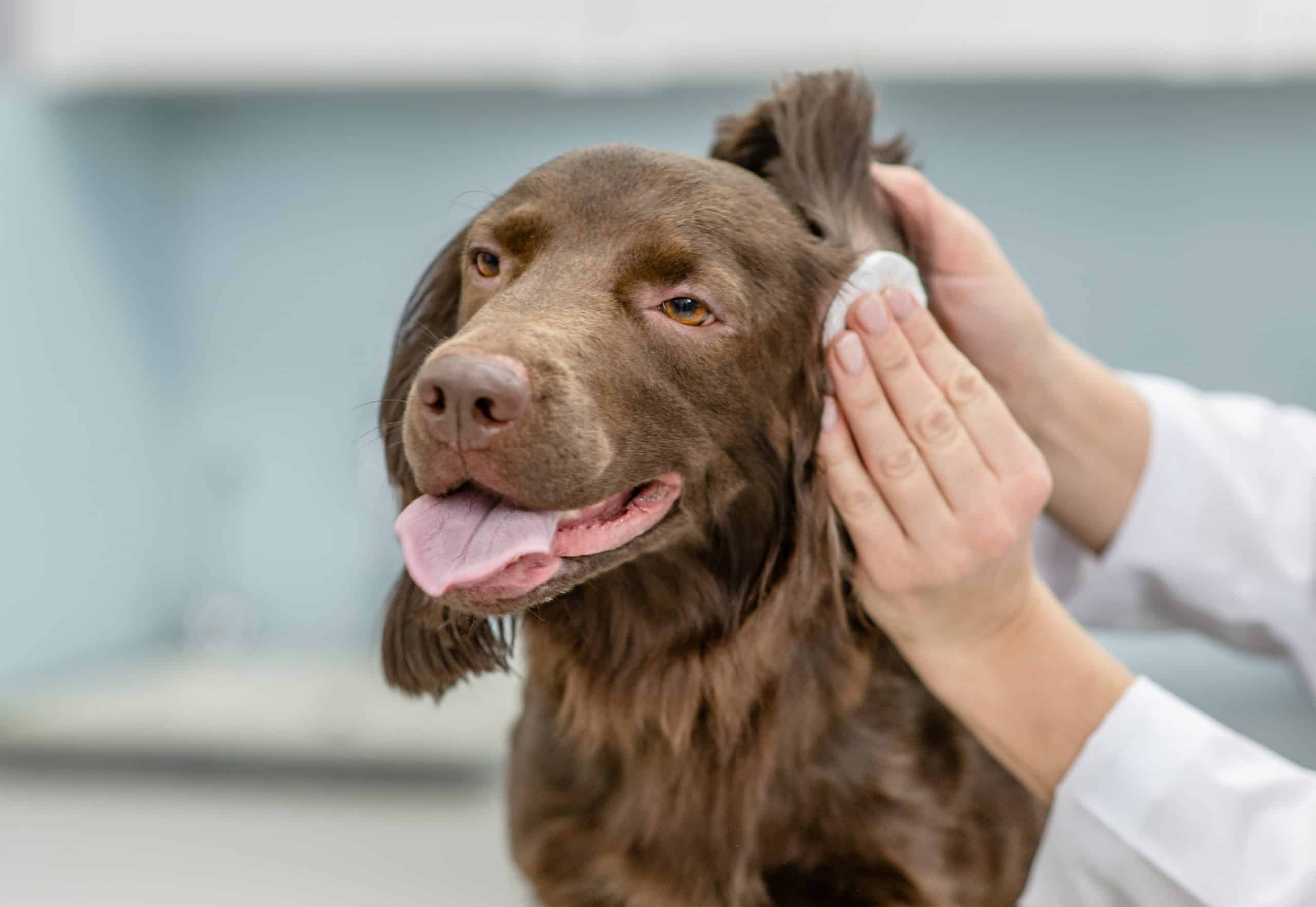 köpeklerde kulak enfeksiyonları