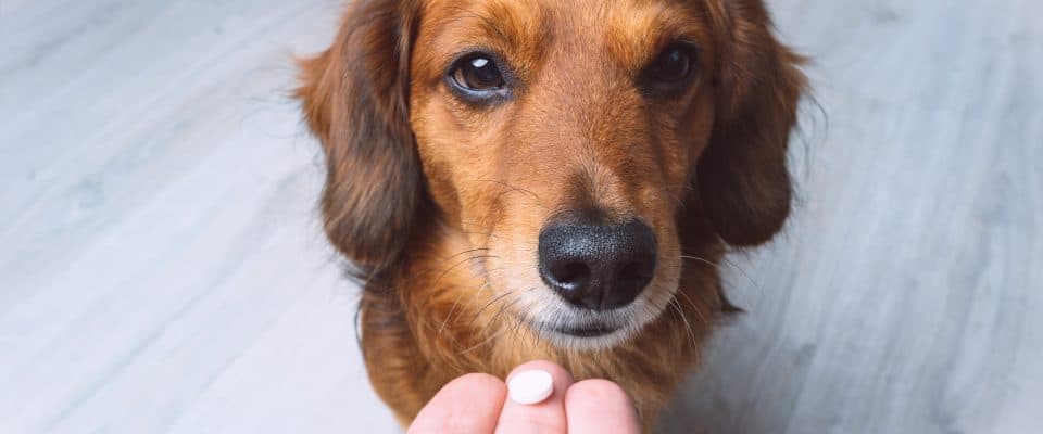 Köpeklerin Vitaminlere ve Takviyelere İhtiyacı Var mı?