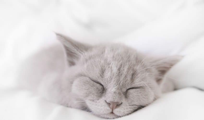Kedi İle Uyumak Sağlıklı Mı?