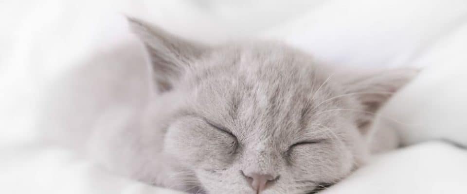 Kedi İle Uyumak Sağlıklı Mı?