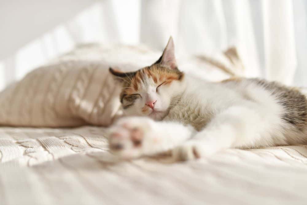 Kedi İle Uyumak Sağlıklı Mı