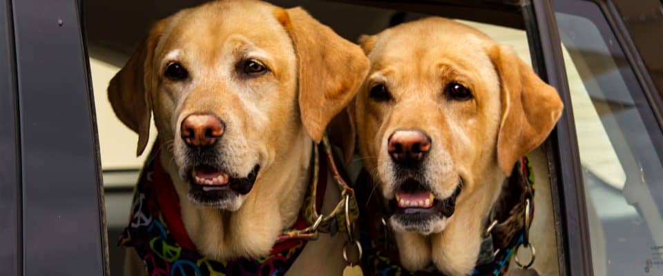 Köpeklerde Sıcak Çarpması Belirtileri & Nedenleri